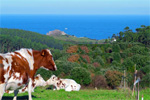 Inicio campaña Saneamiento Ganadero